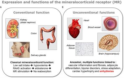 The Cardiac Mineralocorticoid Receptor (MR): A Therapeutic Target Against Ventricular Arrhythmias